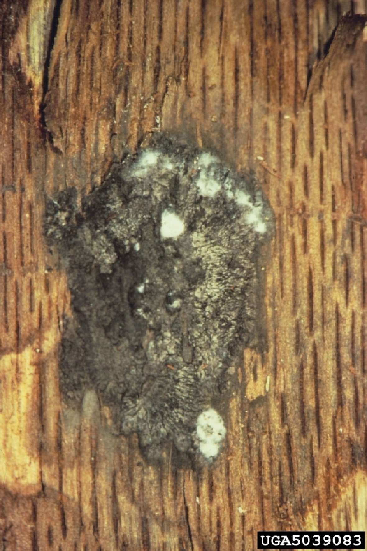 Sexualsporen des Eichenwelkepilzes Bretziella fagacearum